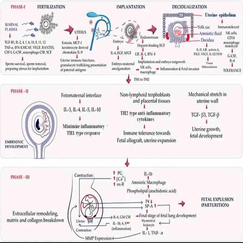 Cytokine clia analyzer test