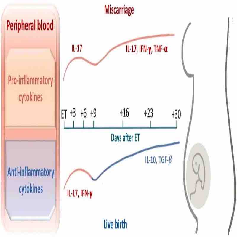 Cytokine dry clia analyzer test of recurrent miscarriage